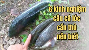 Tổng hợp 6 kinh nghiệm câu cá lóc cần thủ nên biết